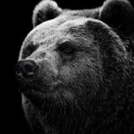 Dark_bear